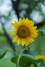 Yellow sunflower in bloom with green leaves against a blurred garden background