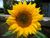 Close-up of a bright yellow sunflower with a brown center against a garden wall.
