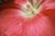 Close-up of a pink hibiscus flower with a blurred center and delicate white stamens