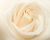 Close-up of a creamy white rose with softly layered petals