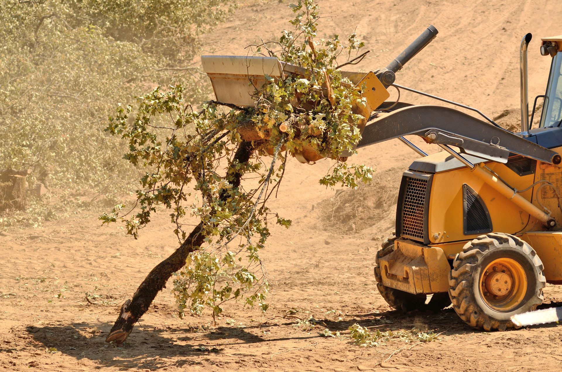 Excavator bucket lifting an uprooted tree with exposed roots from dirt ground
