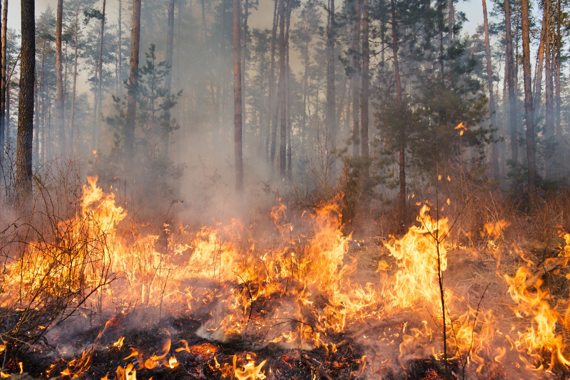 Active wildfire spreading through a forest, with intense flames consuming dry vegetation.