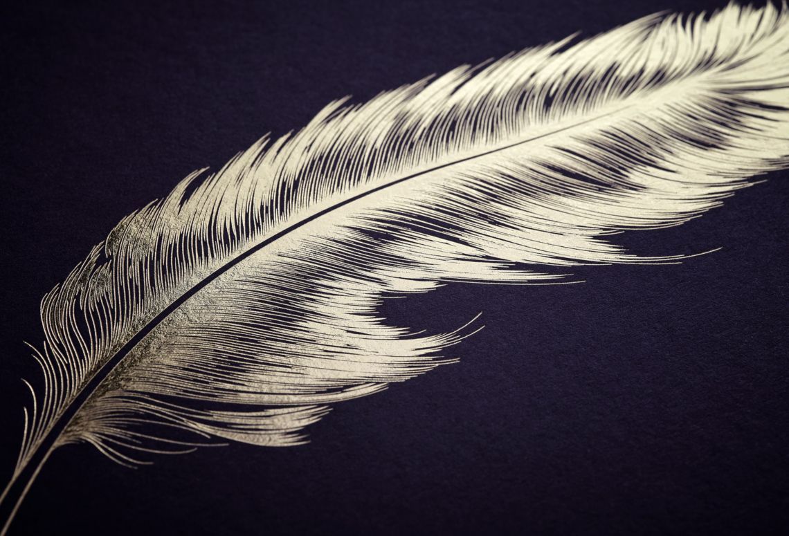 White feather on a dark background, lit from above, with detailed barbs and quill.