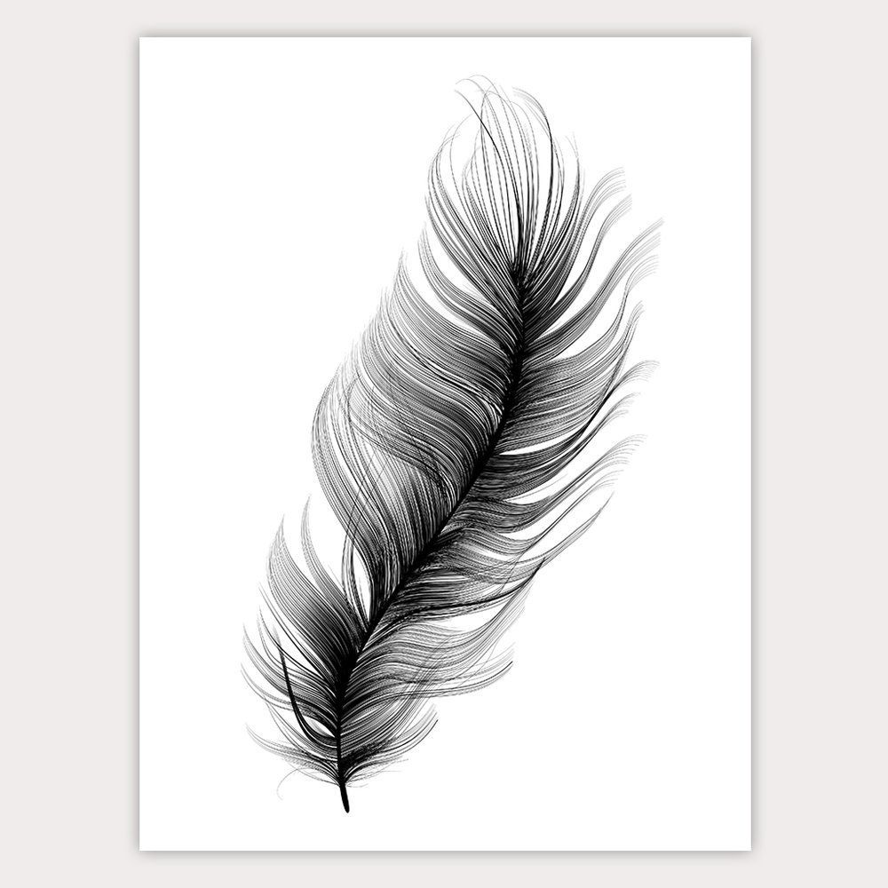 Black-and-white feather on a white background