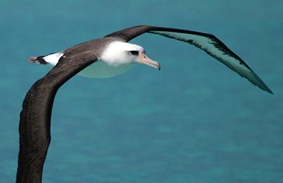 Albatross gliding over turquoise water with wings outstretched