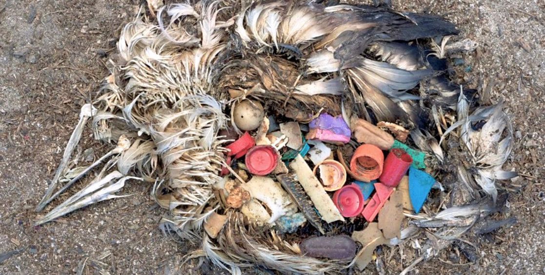 Dead seabird on sand beside colorful plastic bottle caps and debris