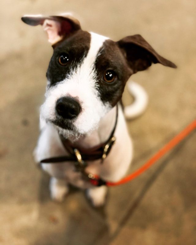 Small black-and-white dog on a leash, looking up indoors with one ear perked.
