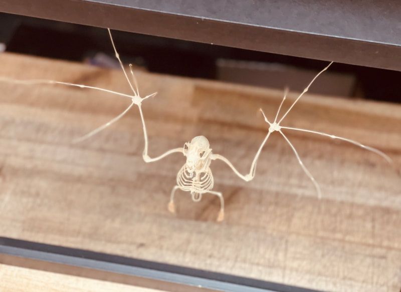 Skeleton hanging decoration on a wooden surface with long spider-like legs