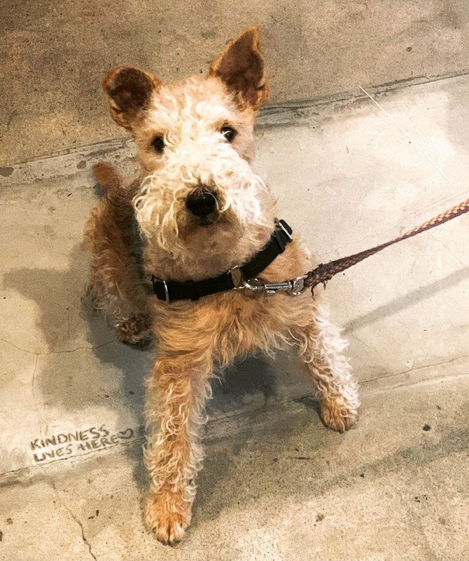 Small scruffy tan-and-white dog on a leash standing on a concrete floor, looking up at the camera.