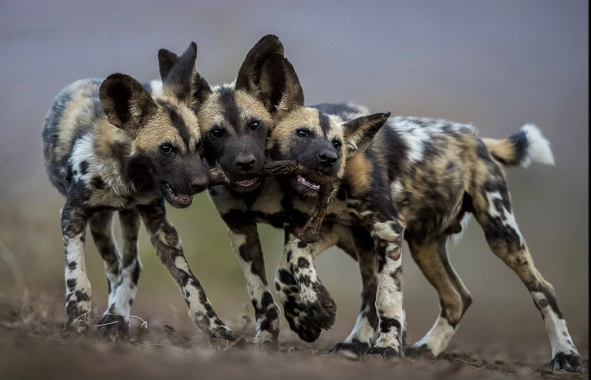 Three wild dogs huddled together on a dusty plain