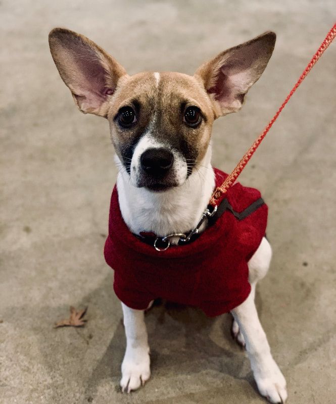 Small tan-and-white dog wearing a red sweater and leash, sitting on concrete and looking at the camera