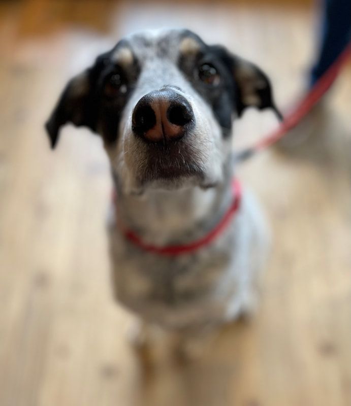Close-up of a black-and-white dog with a red collar, looking up on a wooden floor