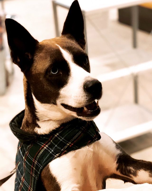 Black-and-white dog wearing a green plaid scarf, looking alert indoors.