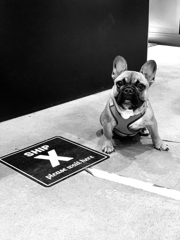 Black-and-white photo of a French bulldog sitting beside a marked floor sign indoors.