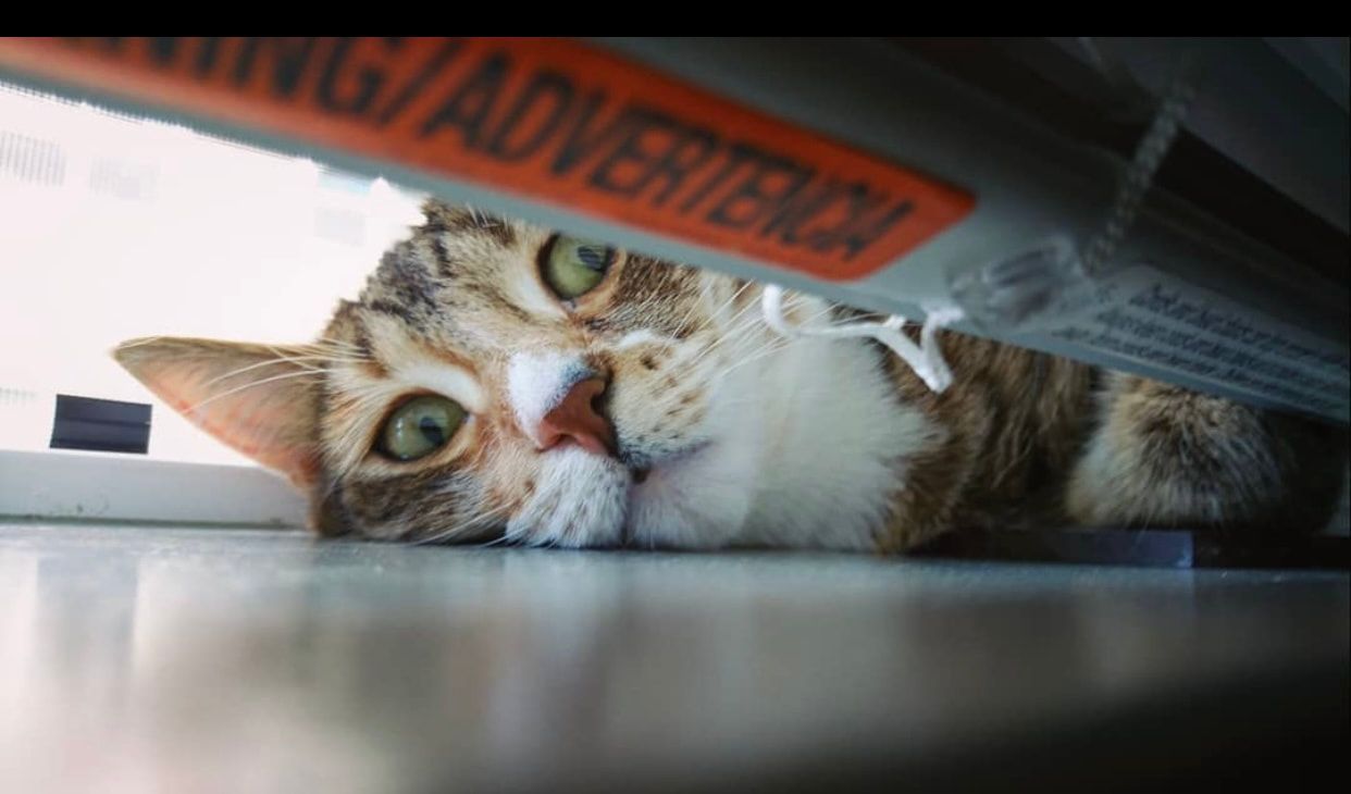 Tabby cat peeking through a narrow gap under furniture, with an orange warning sign above.