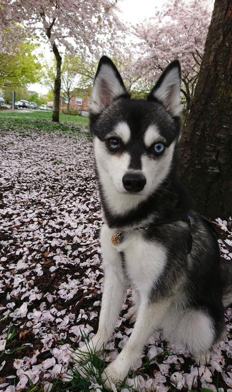 Black-and-white husky puppy sitting under a tree in a park with pink petals on the ground