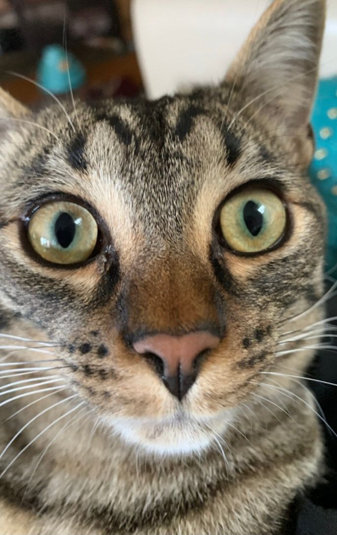 Close-up of a tabby cat with wide green eyes and a curious expression