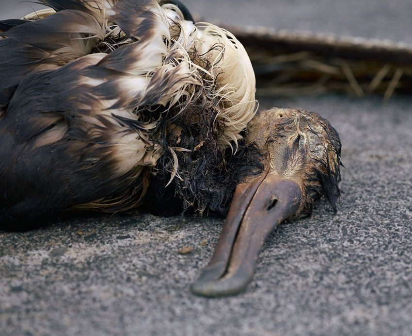 Dead bird lying on pavement, feathers ruffled and beak visible.