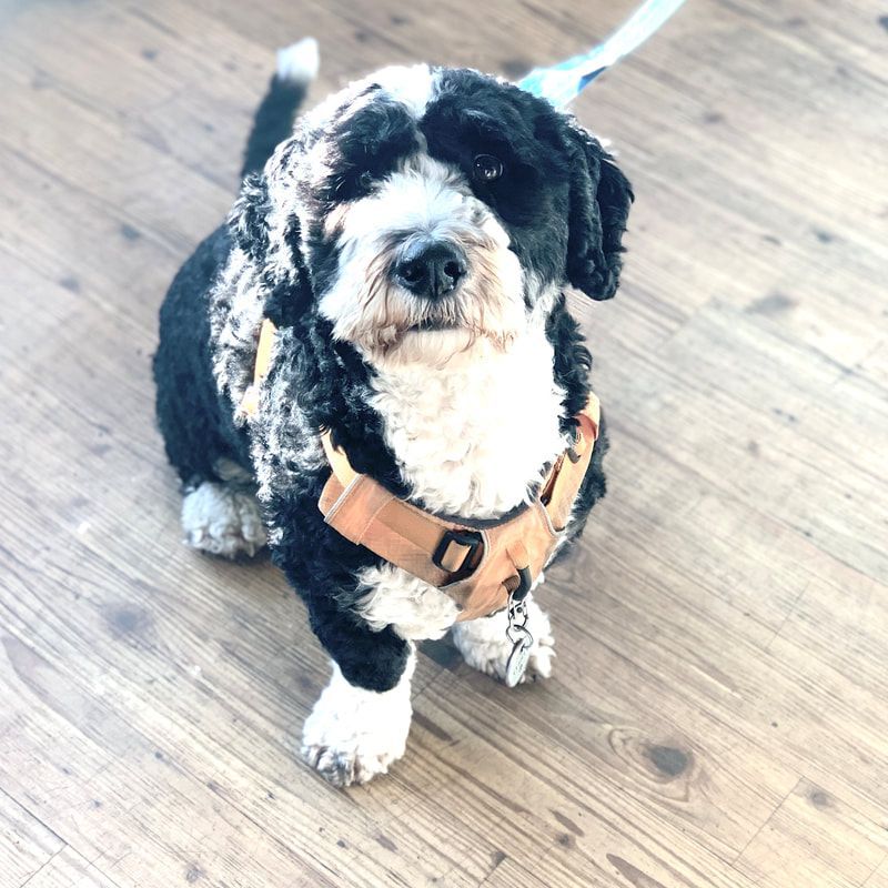 Black-and-white dog wearing a tan harness sits on a wooden floor looking up at the camera