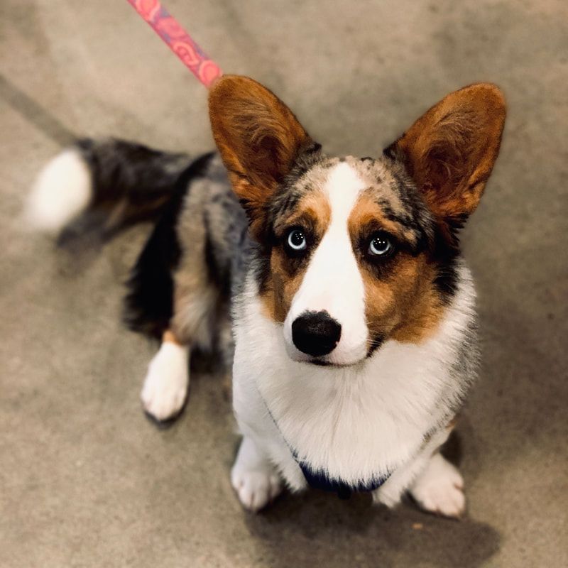 Small tricolor corgi with blue eyes on a leash, standing on a concrete floor and looking up.