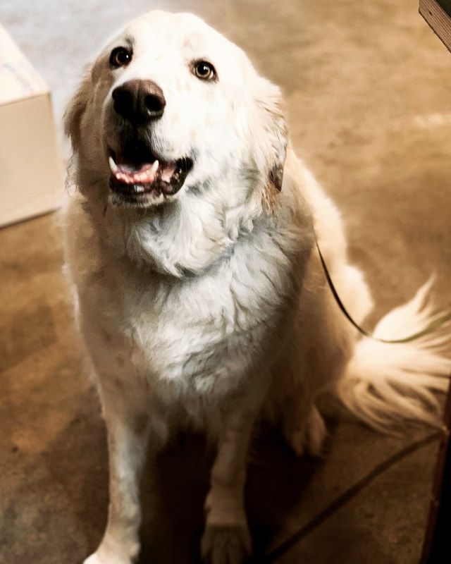 White fluffy dog sitting indoors on a tan floor, looking up with an open-mouthed, happy expression