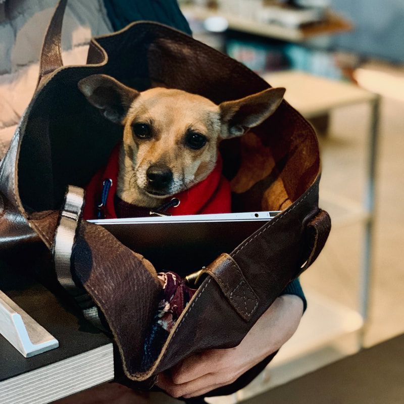Small dog in a brown bag, wearing a red scarf, being held indoors