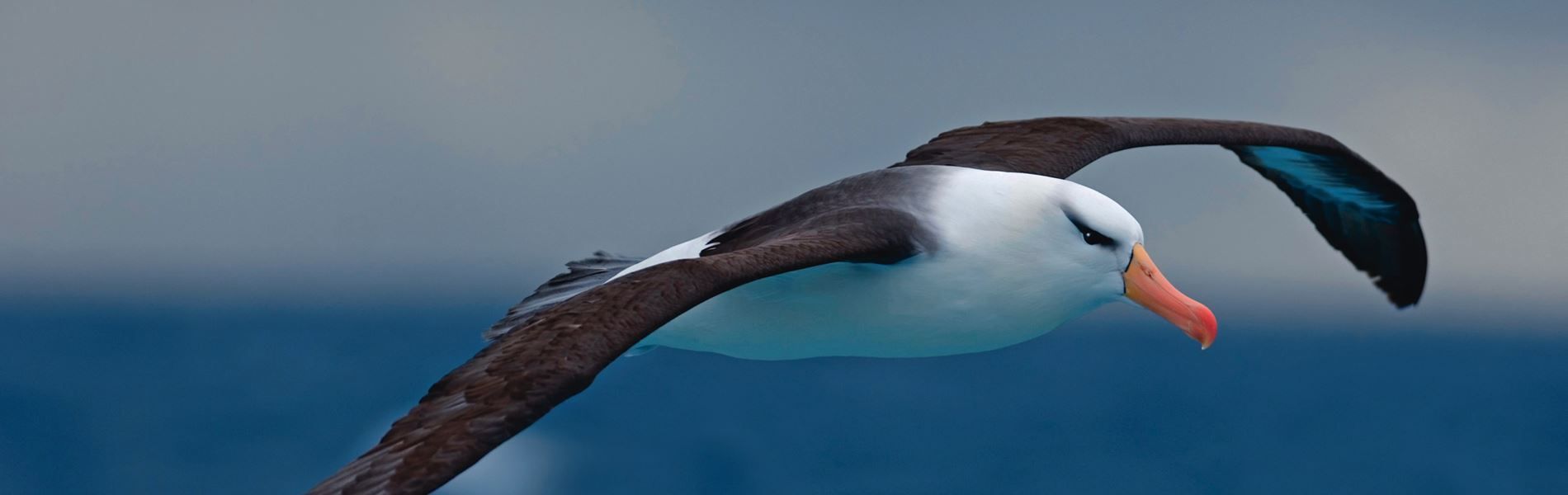 Saving albatrosses