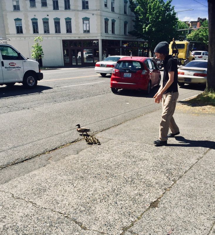 Person walking on a city sidewalk near a duck crossing the street with cars in the background