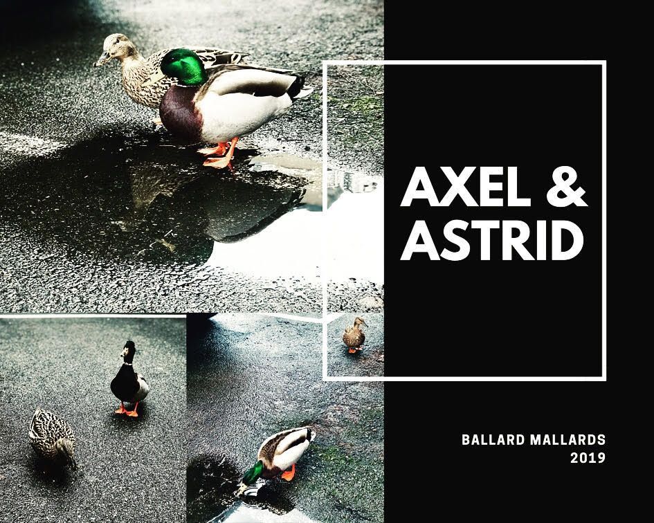 Mallards by water with black-and-white title text: “AXEL & ASTRID” and “BALLARD MALLARDS 2019”
