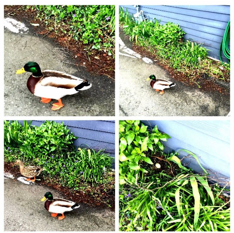Mallard ducks walking beside a gray house wall and green shrubs on a paved path