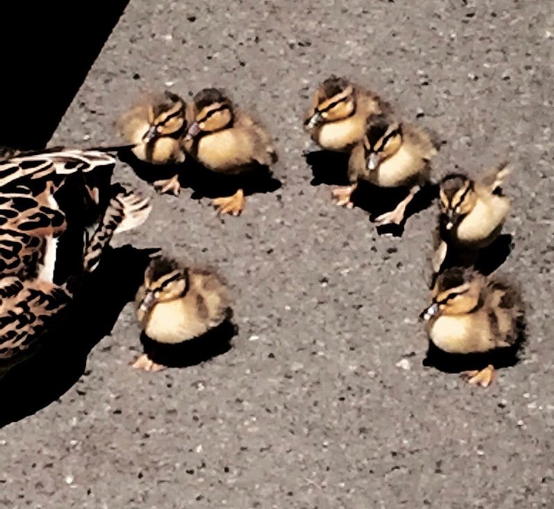 Six fluffy ducklings clustered on sunlit pavement beside a patterned adult duck