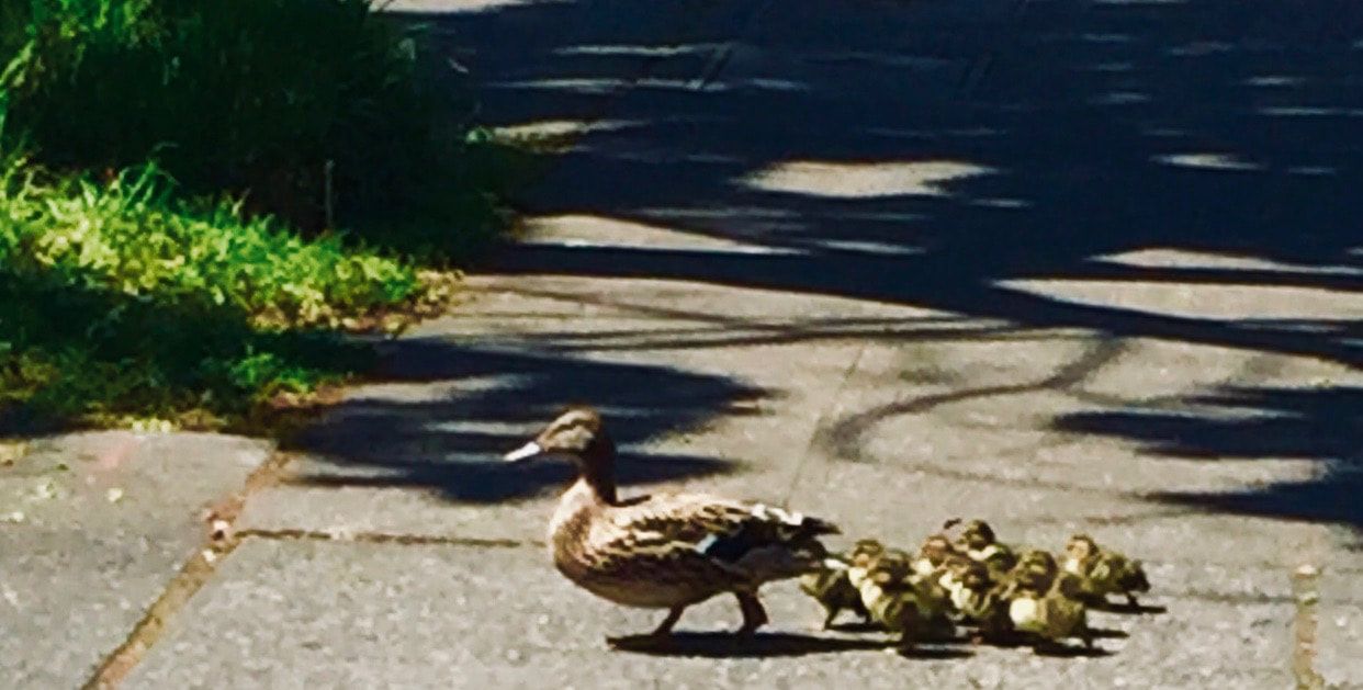 Duck leading ducklings across a sunlit path