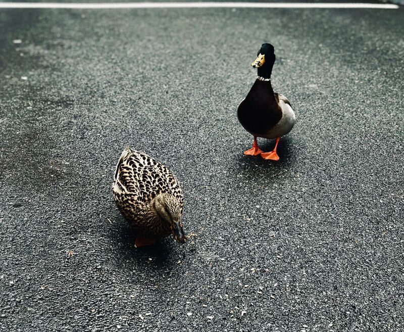 Two ducks on a wet asphalt road, one standing and one pecking at the ground.