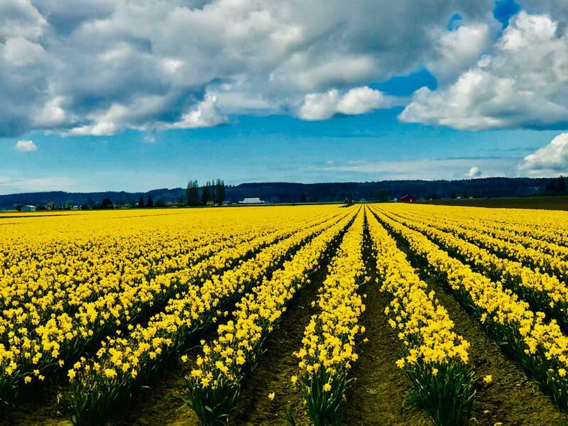 Rows of bright yellow flowers stretching across a field under a cloudy blue sky