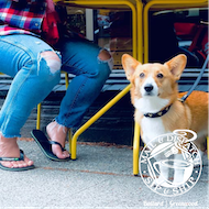 Corgi sitting on a street beside people under a yellow table, looking at the camera