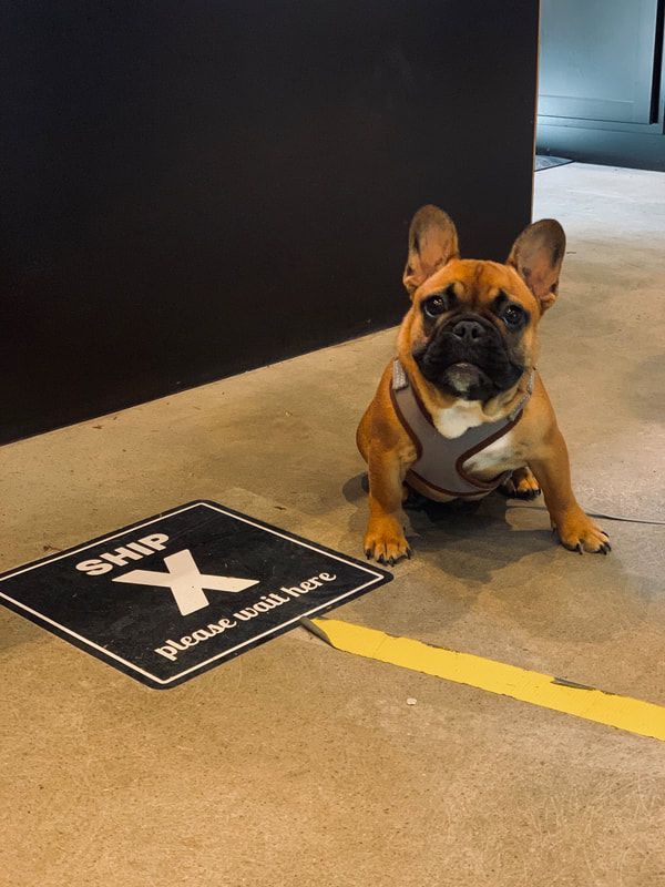 French bulldog sitting beside a black floor sign in an indoor hallway, near a yellow line.