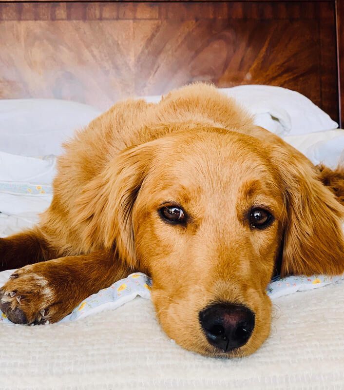 Golden retriever lying on a bed, resting its head on a pillow with a calm expression