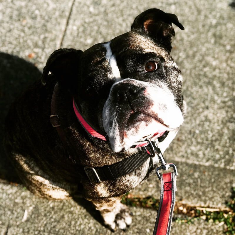 Black-and-white dog with a red collar looking up on a leash in sunlight