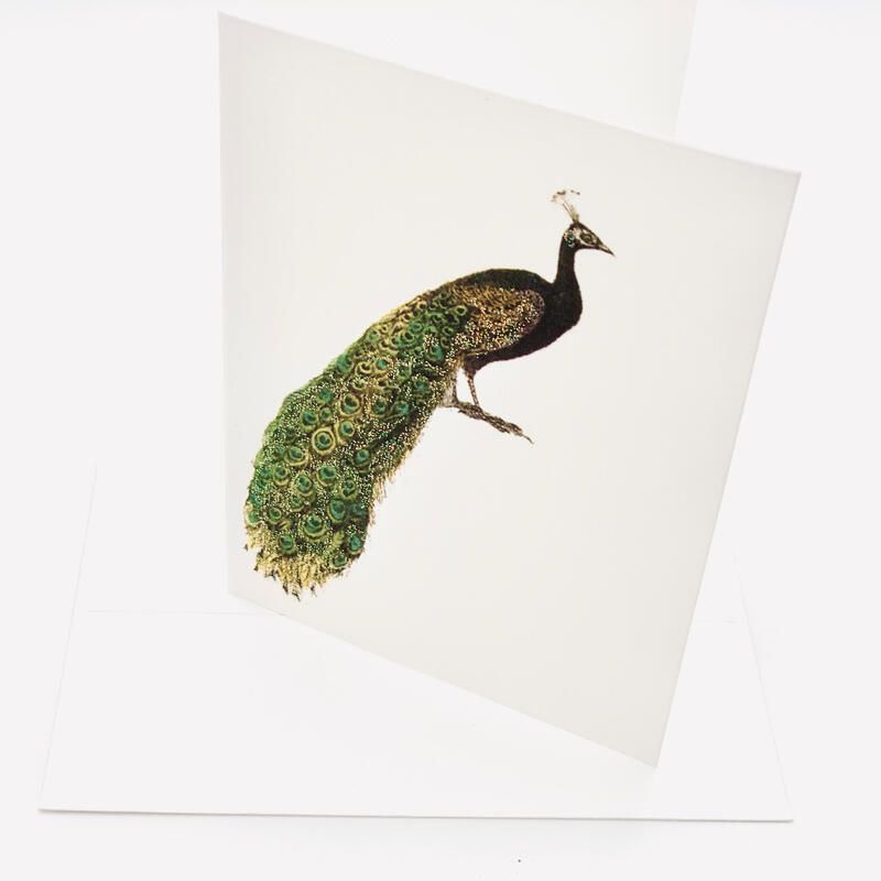 Peacock with green tail feathers against a white background