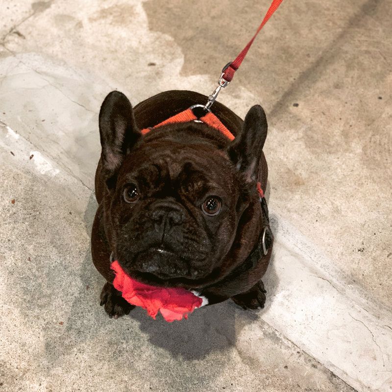 Black French bulldog on a red leash standing on a concrete floor.