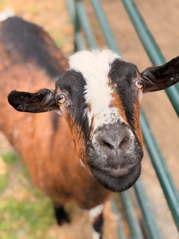 Brown and white goat with black ears looking at the camera near a fence