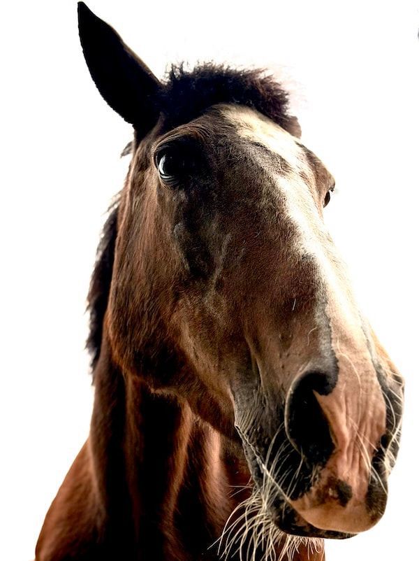 Close-up of a brown horse with a dark mane against a white background