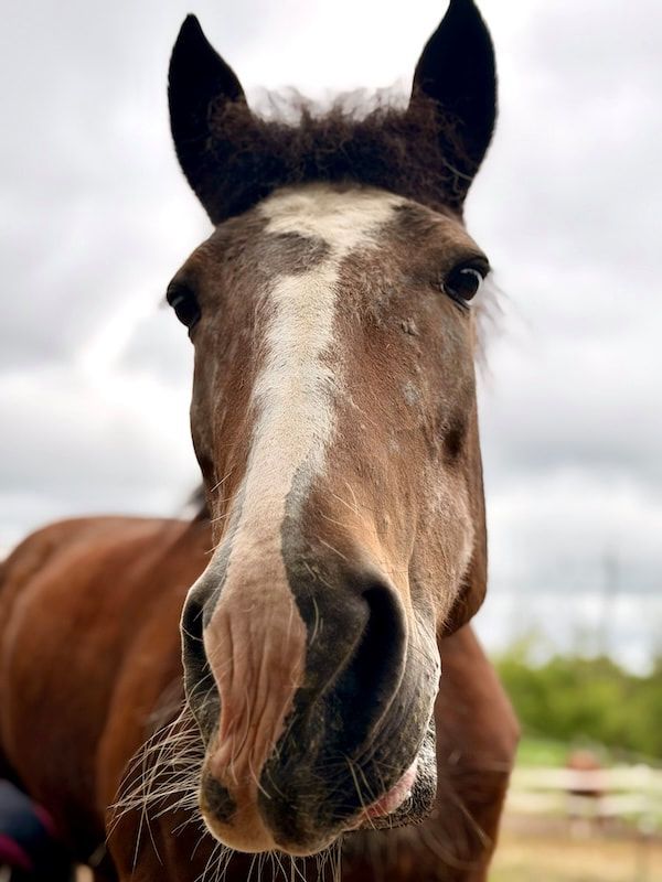 Close-up of a brown horse with a white blaze standing outdoors against a cloudy sky