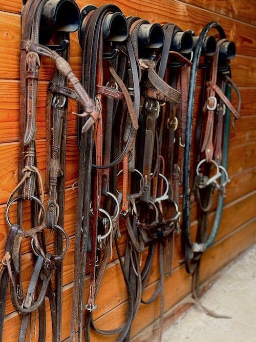 Horse bridles and reins hanging on hooks against a wooden wall.