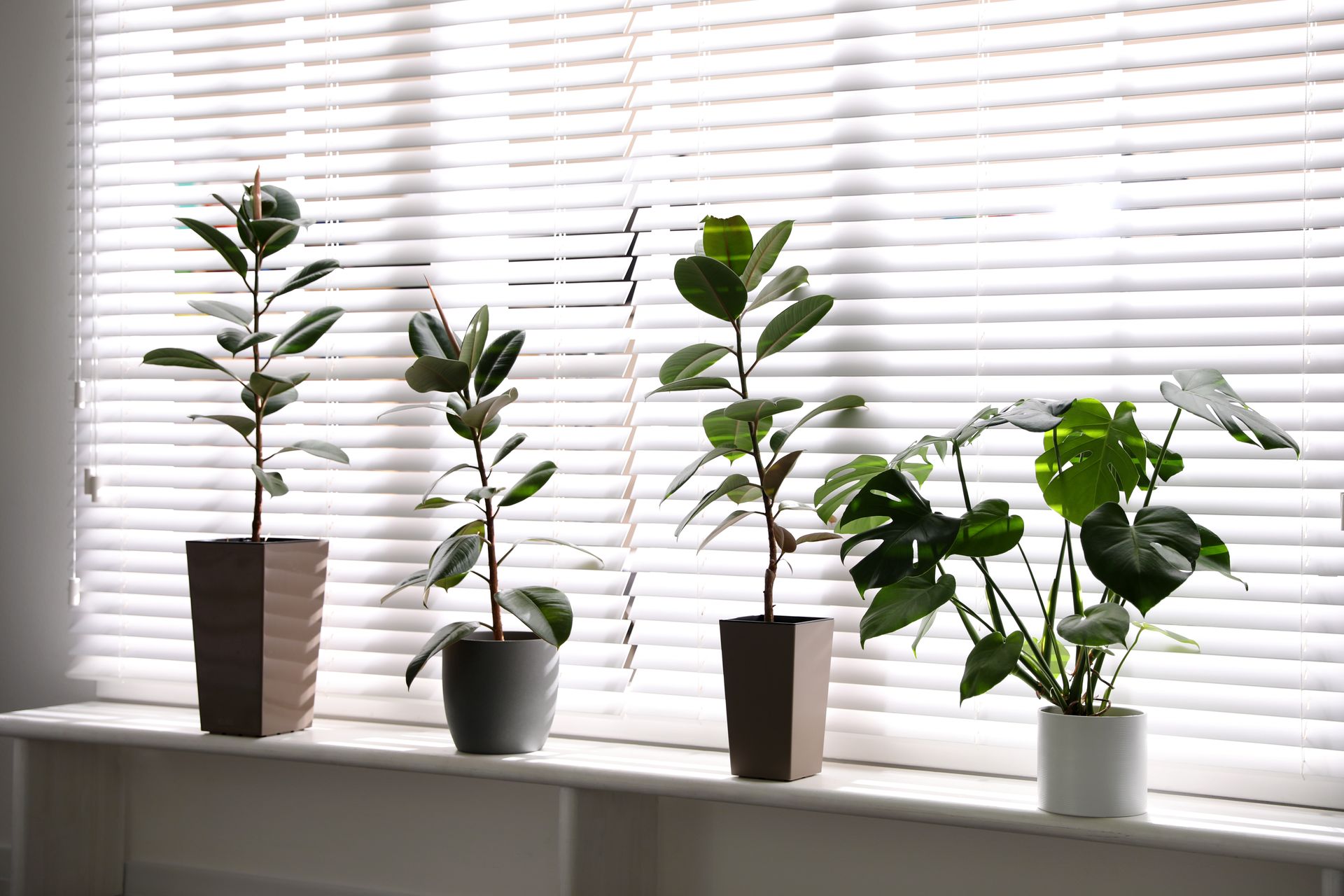 Four potted houseplants on a windowsill in front of white blinds