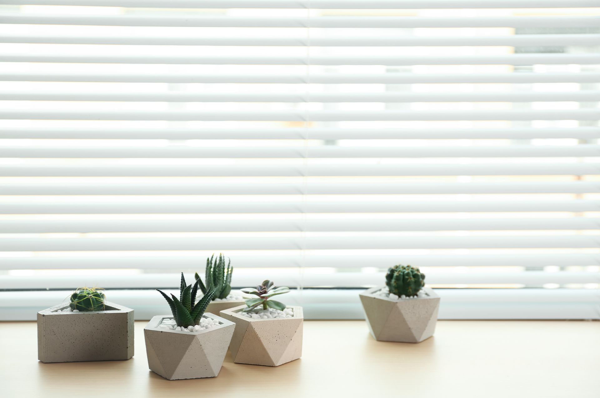 Three small potted succulents on a windowsill with white blinds behind them