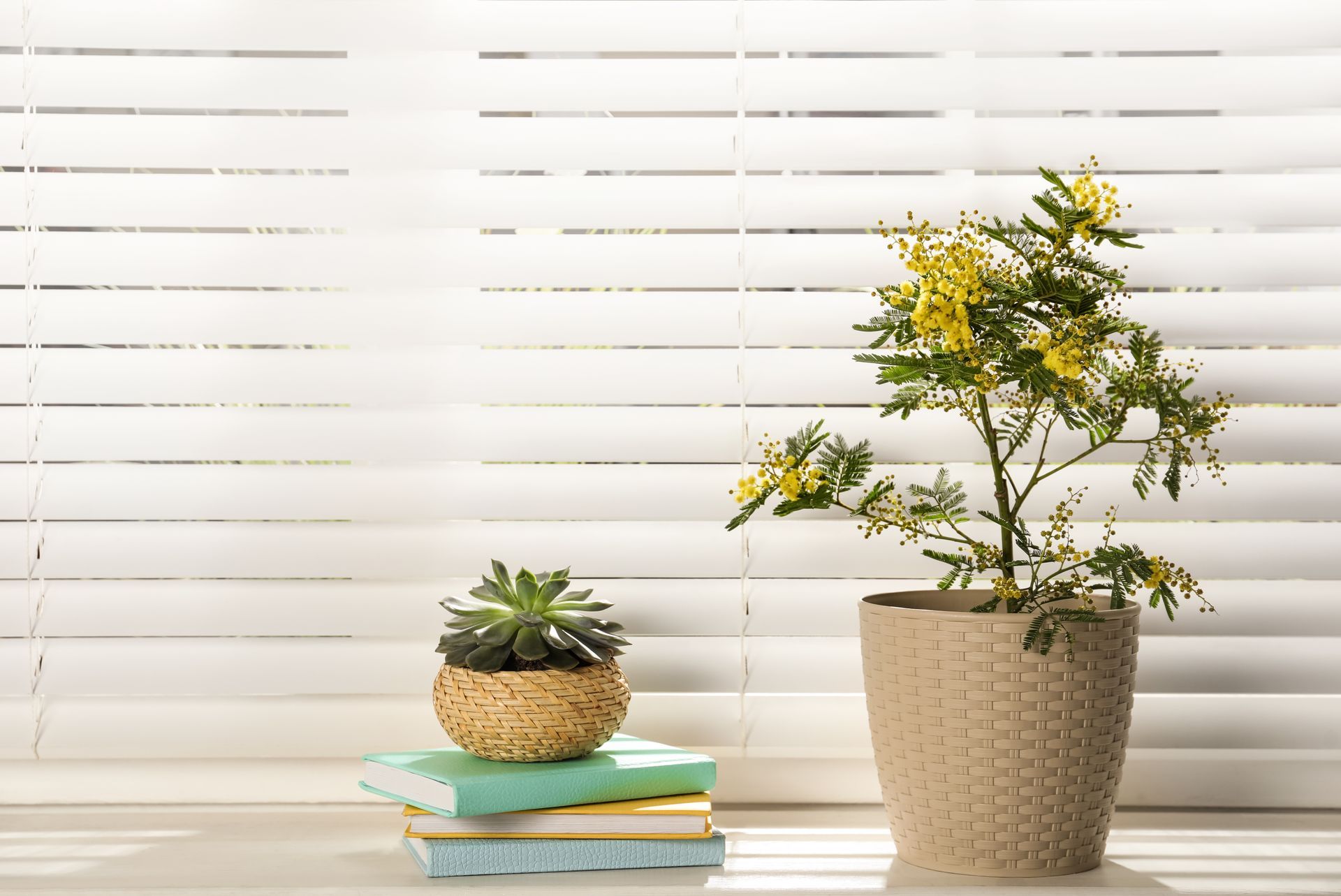 Two potted plants on stacked books in front of white window blinds