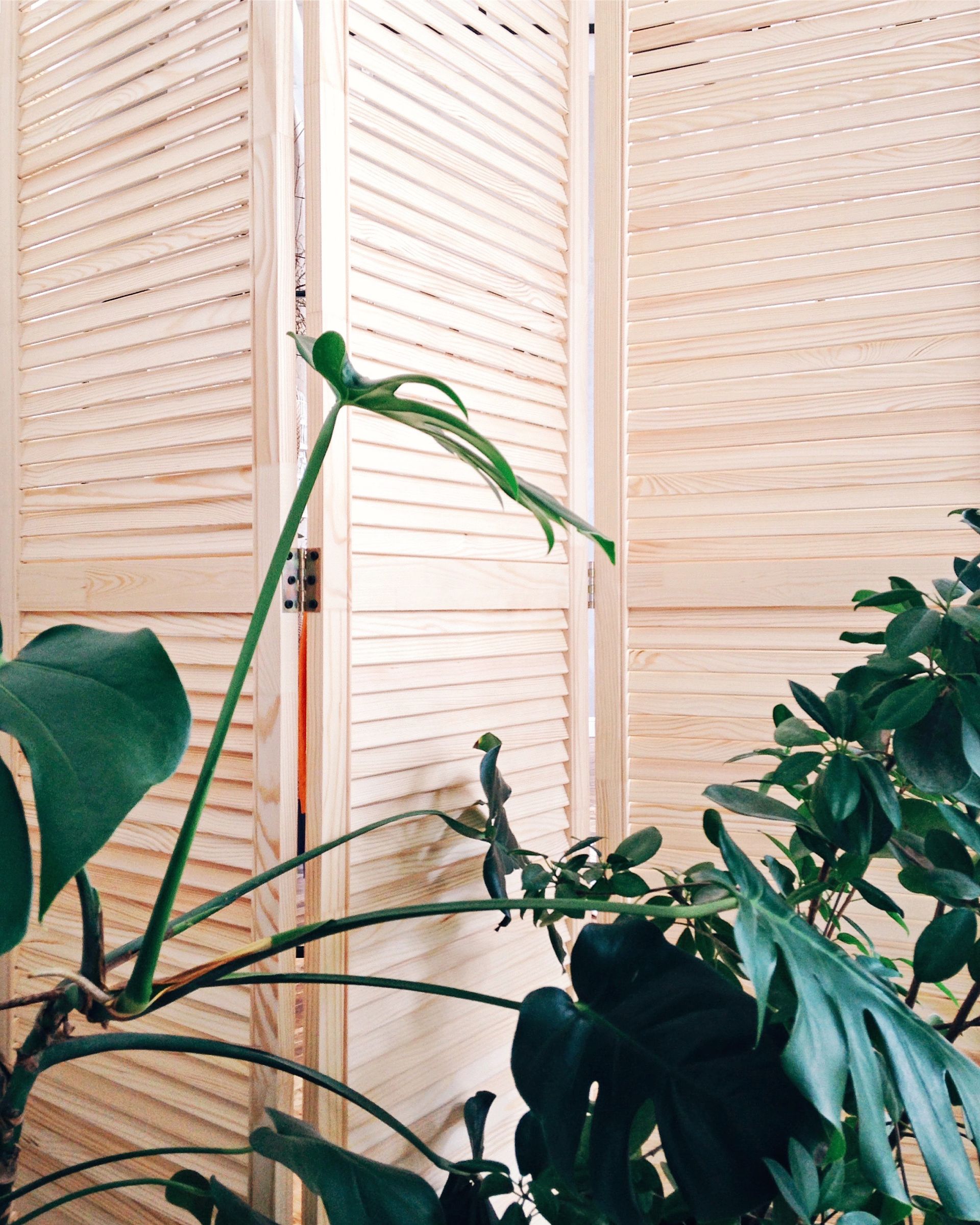 Potted green houseplants in front of a beige folding screen Potted green houseplants in front of a beige folding screen