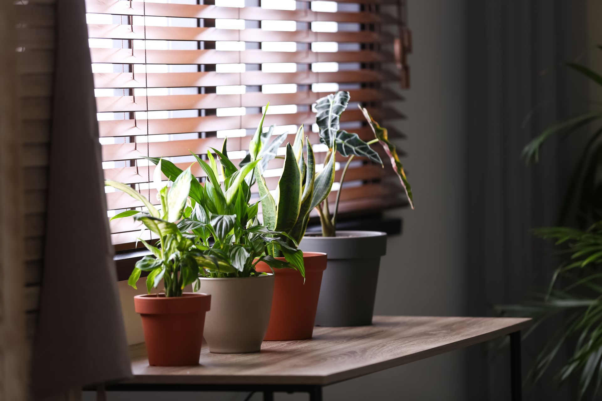 Potted plants on a wooden table by a window with blinds, lit by soft natural light