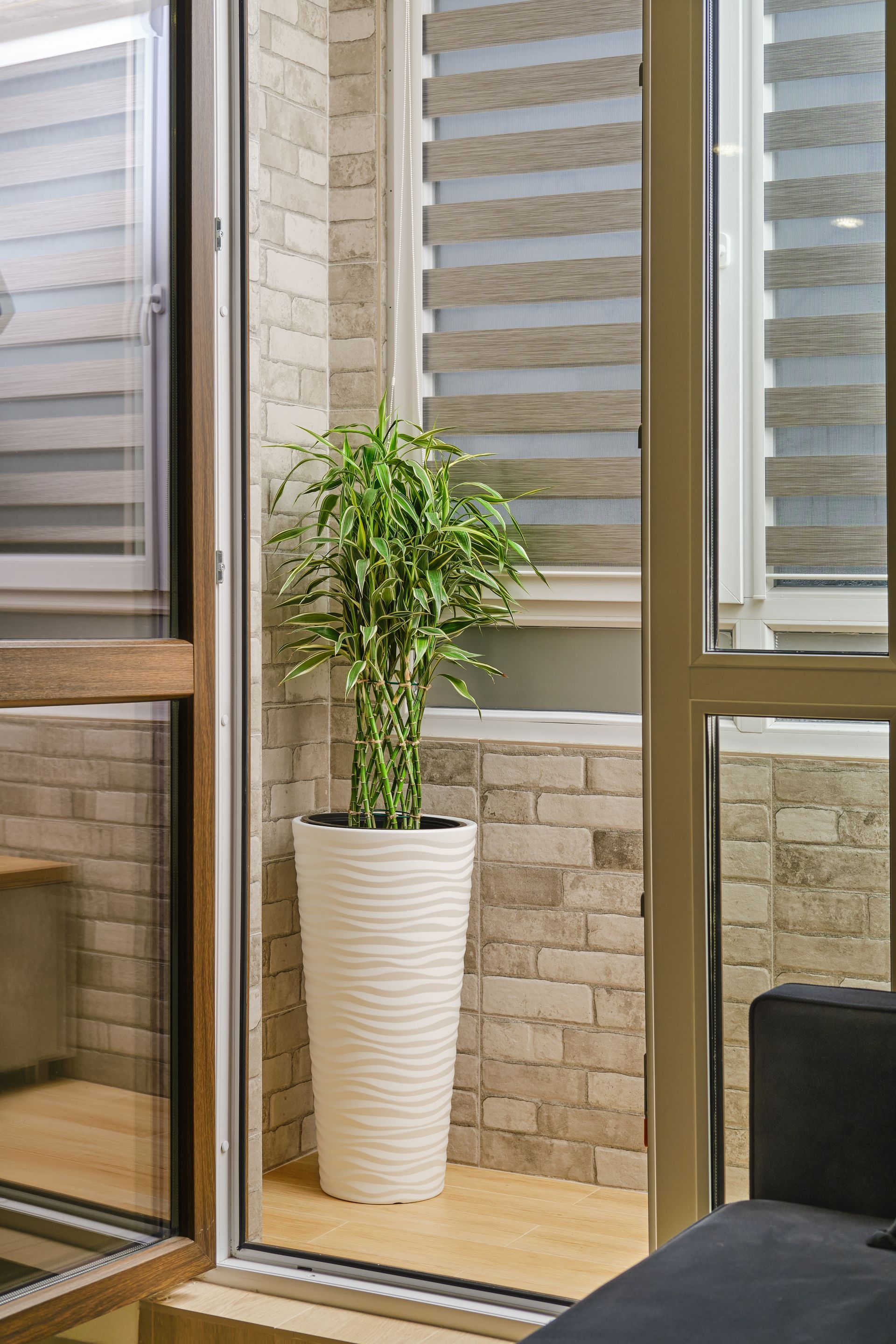 Tall green plant in a white textured pot by a window in a bright indoor corner Tall green plant in a white textured pot by a window in a bright indoor corner